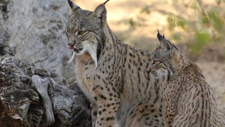 Atropellan a dos linces ibéricos en carreteras de Jaén