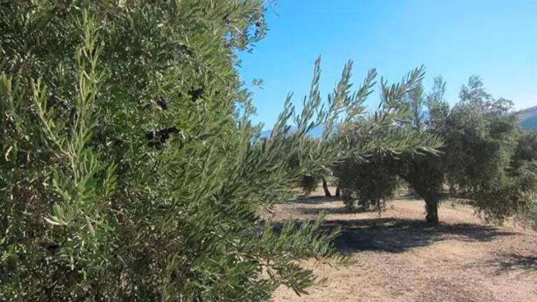 UPA se concentrará en Baeza para reclamar a la CHG mayor dotación de riego para el olivar