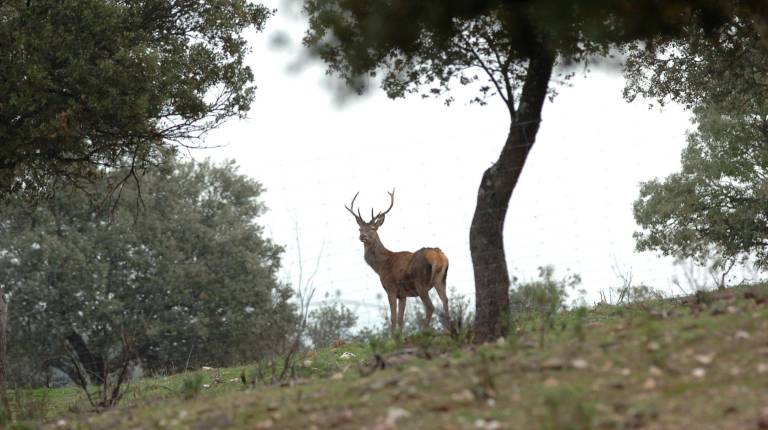 <i>Un ciervo, en la Sierra de Andújar. / Agustín Muñoz / Diario JAÉN. </i>