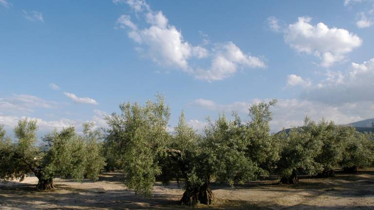 De tanques y olivos