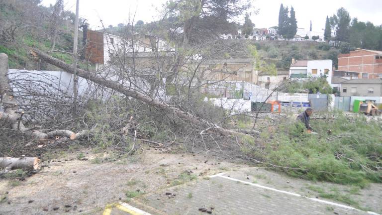 Precaución en Fuensanta de Martos ante posibles caídas de pinos