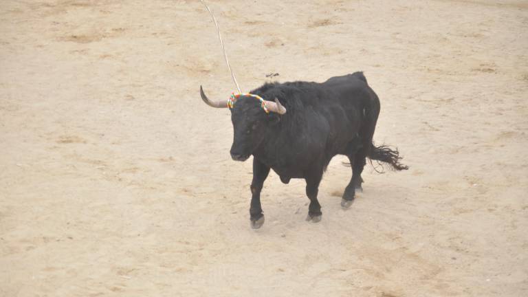 Imagen de un toro durante la celebración de las Fiestas de San Marcos en Beas de Segura. / F. Gaitán.