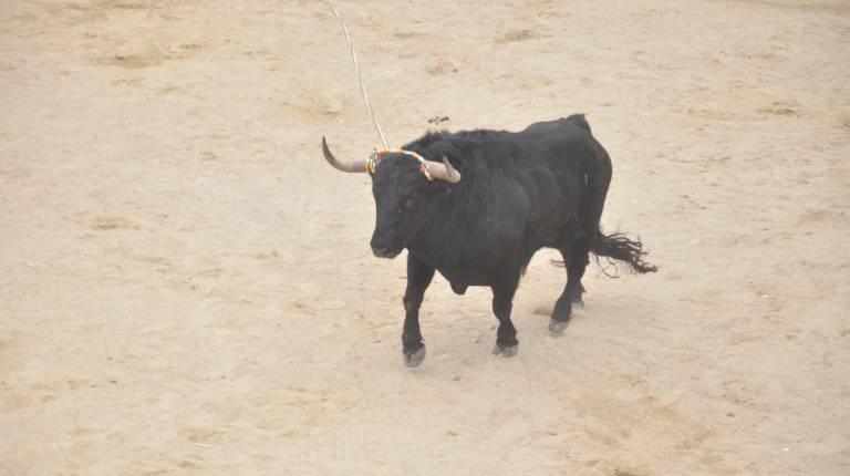 <i>Imagen de un toro durante la celebración de las Fiestas de San Marcos en Beas de Segura. / F. Gaitán.</i>