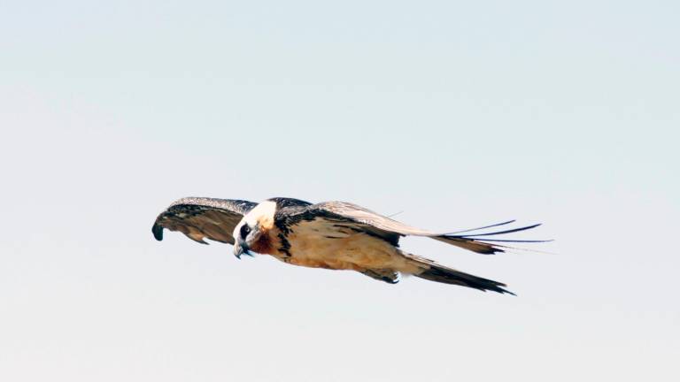 Científicos del CSIC constatan la “extraordinaria diversidad” del ecosistema de Cazorla, Segura y Las Villas