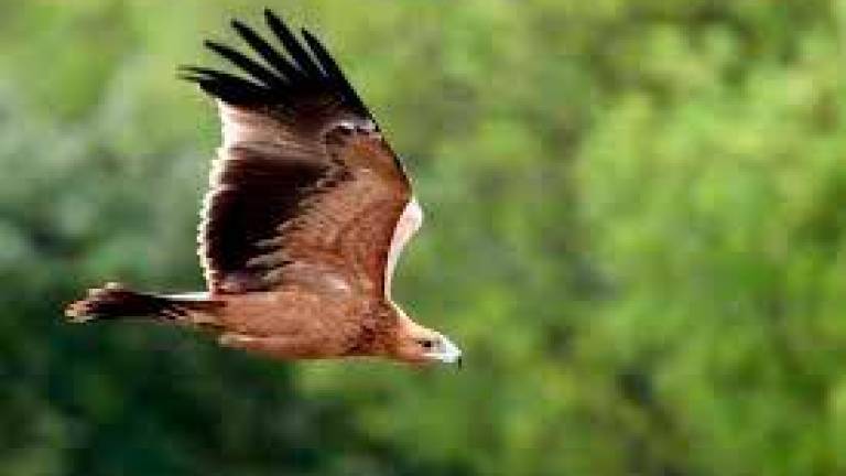 Récord histórico de polluelos de águila imperial ibérica