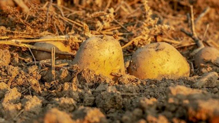 Diputación impulsará un proyecto para potenciar el cultivo de la patata en la Sierra de Segura