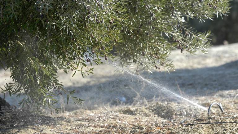 Abierto el plazo para solicitar riegos extraordinarios y de apoyo al olivar