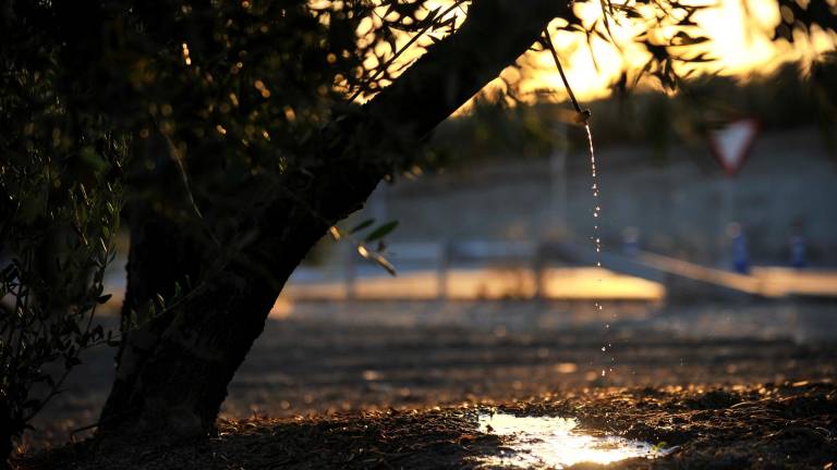 Sin castigo por el riego de un olivar con agua de la red