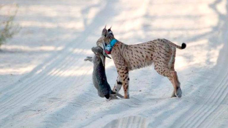 El maullido del lince ibérico atrae la atención del mundo