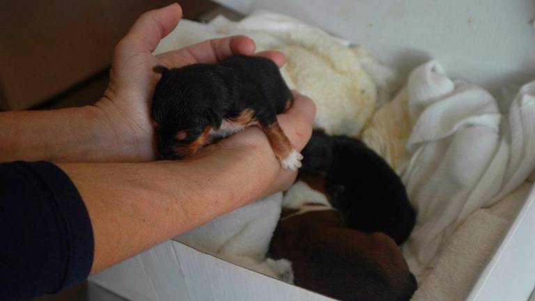 Entra en vigor la reforma del Código Penal en referencia al delito de maltrato animal