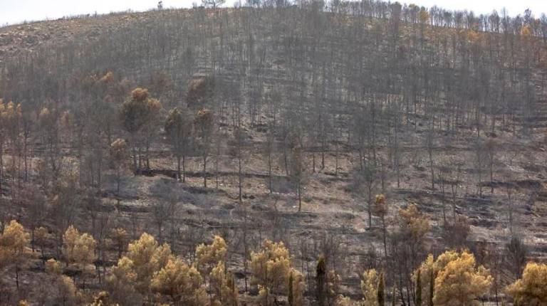 <i>Zonas calcinadas por el incendio de la Vall d’Uixó. / Ángel Sánchez / Europa Press.</i>