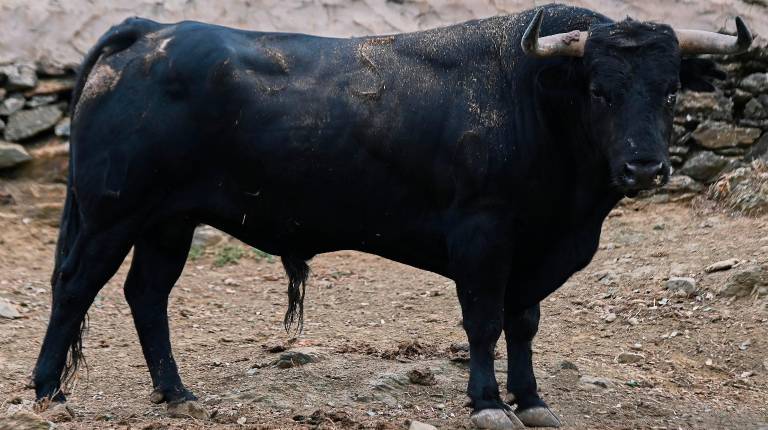 <i>Uno de los seis toros de El Parralejo.</i>