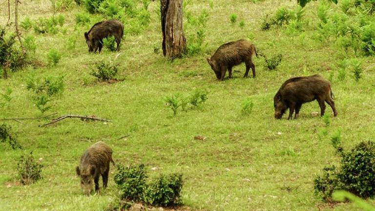 Condenado a pagar 2.700 euros por matar a palos a una cría de jabalí en Santiago-Pontones