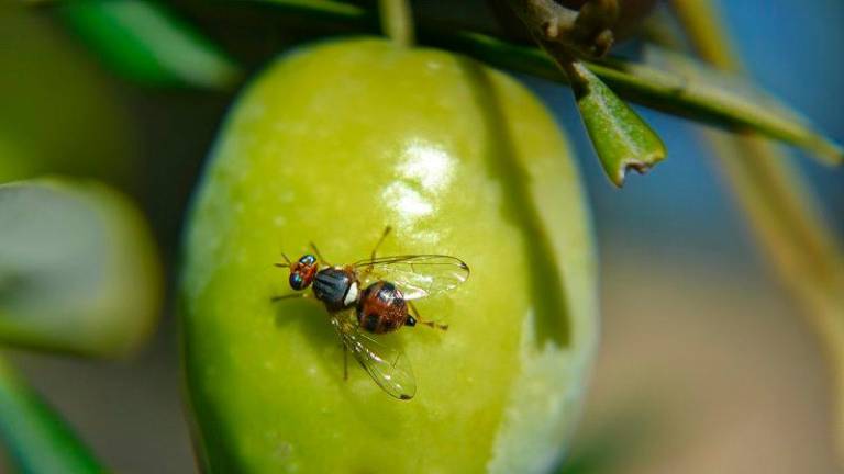 Sierra Mágina empieza la batalla contra la dañina mosca del olivo