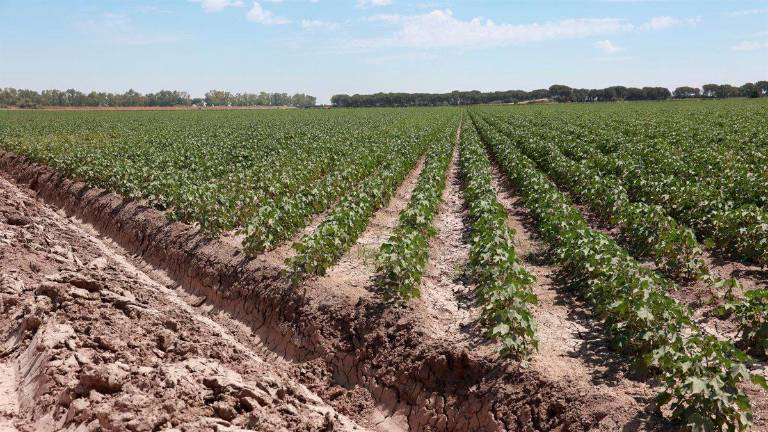 Regadíos de Jaén, incluidos en un plan estatal de inversión millonaria