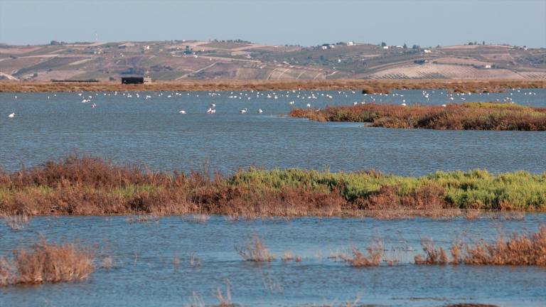 La finca “Veta La Palma” que la Junta va a comprar para ampliar Doñana. / Rocío Ruz / Archivo Europa Press.