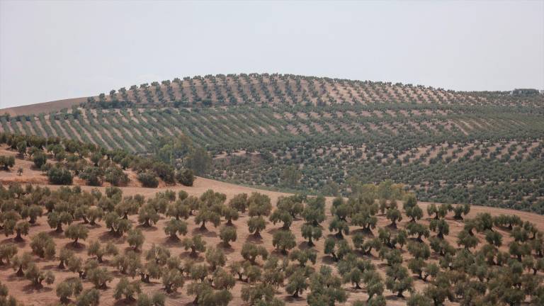 El PP destaca que la Estrategia del Olivar “asegura el futuro” del cultivo