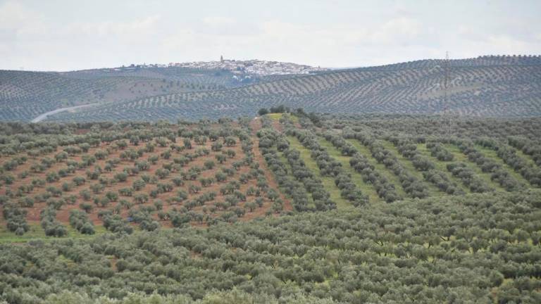 Los Paisajes del Olivar, un paso más cerca de ser Patrimonio Mundial