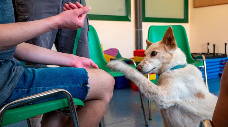 <i>l Hospital Universitario de Jaén amplía la terapia canina a pacientes de Salud Mental. / Junta de Andalucía.</i>
