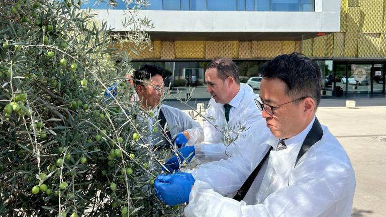 Alianza estratégica con Corea del Sur para promocionar el aove