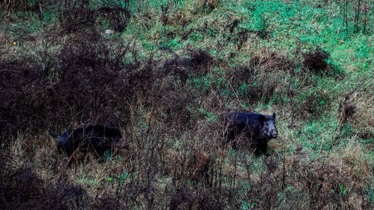 La Generalitat de Cataluña comunica 13 nuevos casos de peste porcina