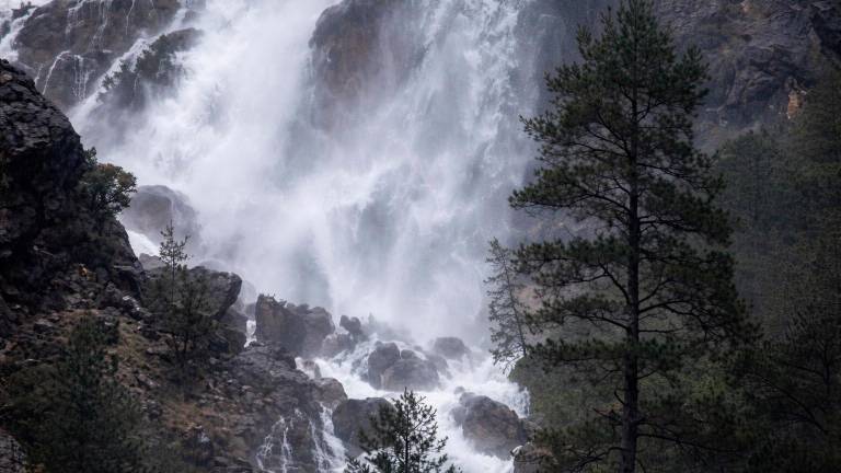 Los Melguizos ya están aquí y vienen para durar porque la lluvia sigue. ¡Qué belleza!