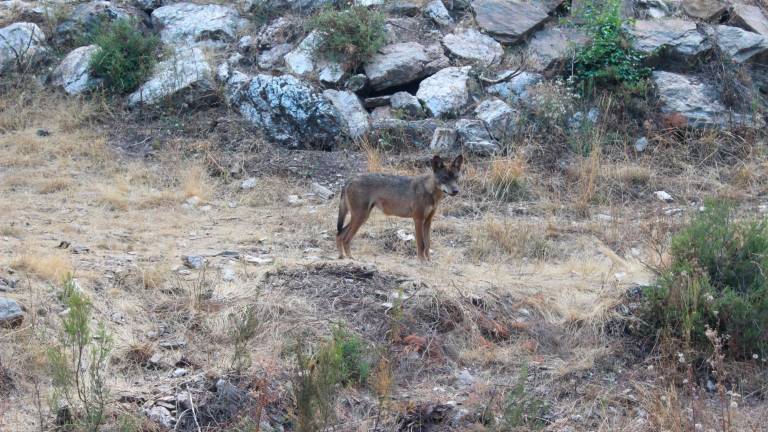 El lobo ibérico, de dios a demonio