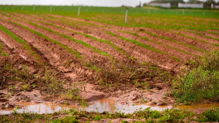 COAG-A advierte de las lluvias desiguales de esta semana