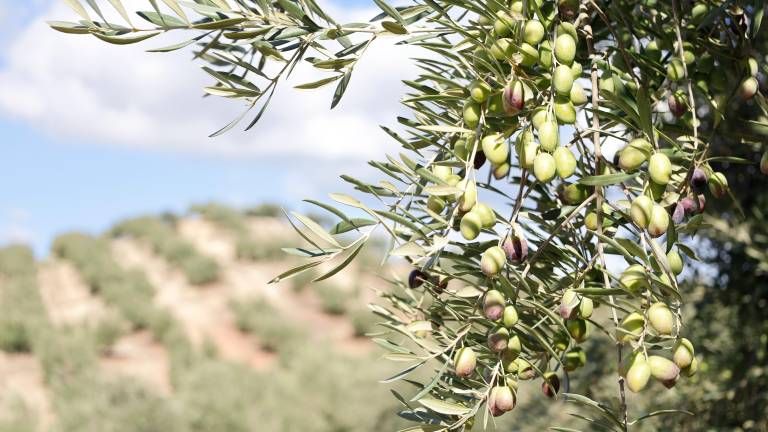 Revolución verde desde la UJA: hojas de olivo convertidas en riqueza sostenible