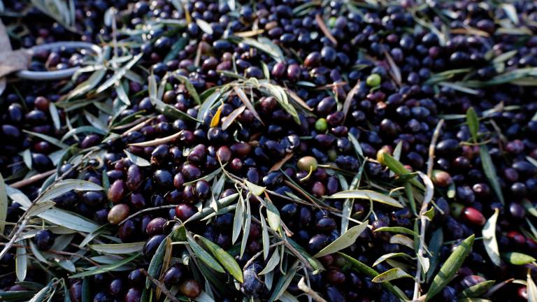 ¿Cómo impactará en Andalucía la política arancelaria de Trump?