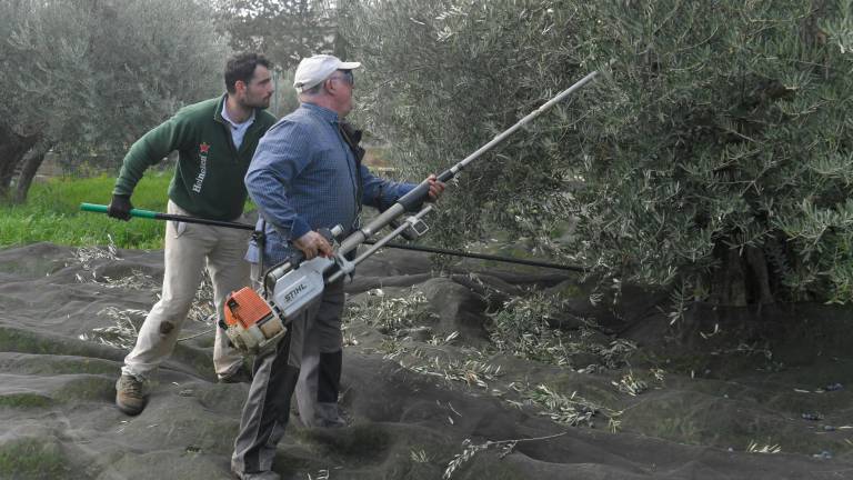 La campaña de aceituna provoca un descenso de 6.549 parados