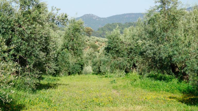 La ecología es pura naturaleza