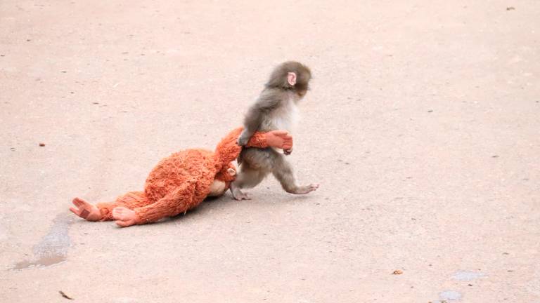 Punch, el mono japonés abandonado por su madre que se ha hecho amigo de un peluche