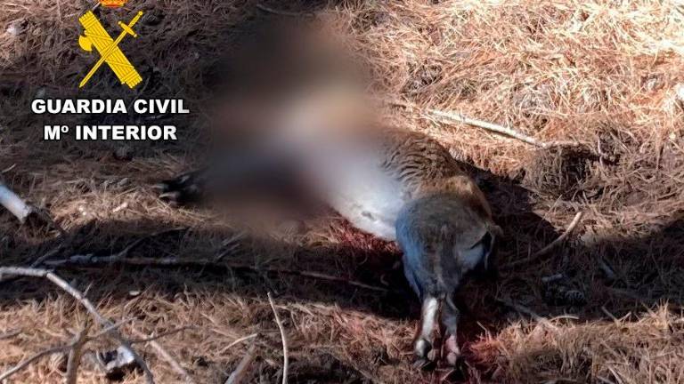 Cadáver de la cabra montes abatida. / Guardia Civil.