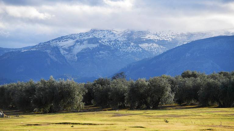 Olivar en las cercanías de Jaén, el pasado enero, con la sierra nevada. / Agustín Muñoz / Diario JAÉN.