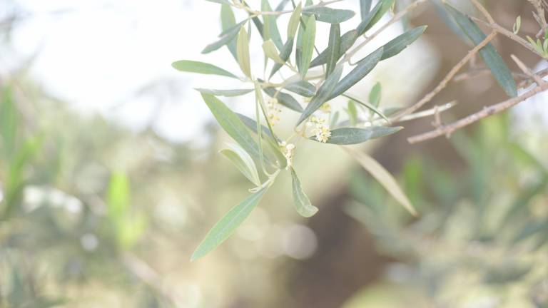 Nace una encuesta sobre los síntomas de alergia al polen