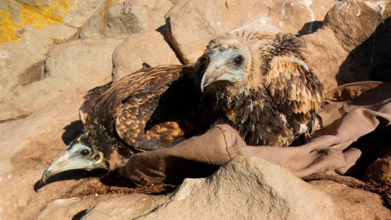 La Junta anilla a 21 pollos de alimoche elevando los ejemplares marcados