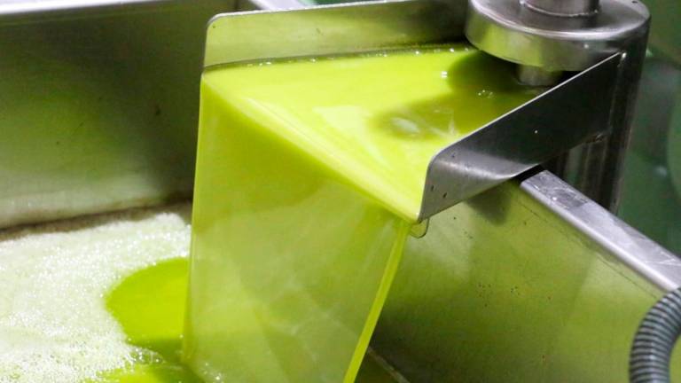 ¿Cómo está siendo la producción de aceite de oliva en campaña?