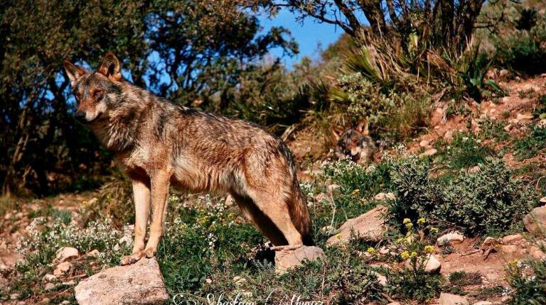<i>Un ejemplar de un lobo ibérico. </i>