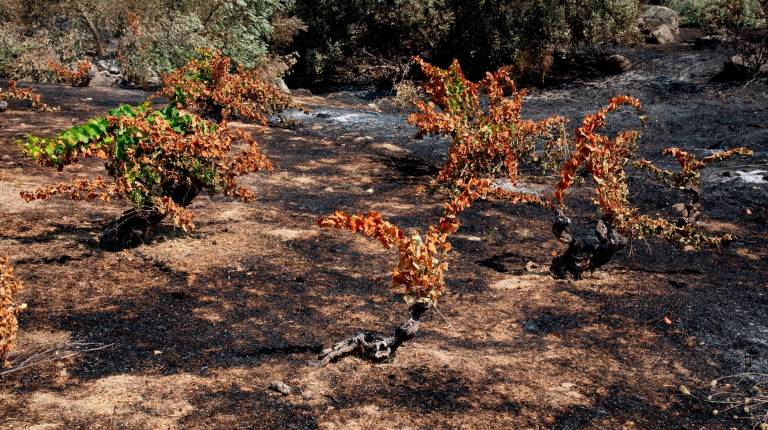 <i>Terreno quemado por el incendio forestal entre Cebreros y El Tiemblo, a 28 de julio de 2026, en Ávila. / Rafael Bastante / Europa Press.</i>
