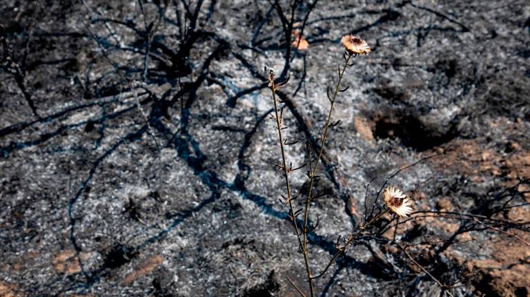 <i>Terreno quemado por el incendio forestal entre Cebreros y El Tiemblo, a 28 de julio de 2026, en Ávila. / Rafael Bastante / Europa Press.</i>