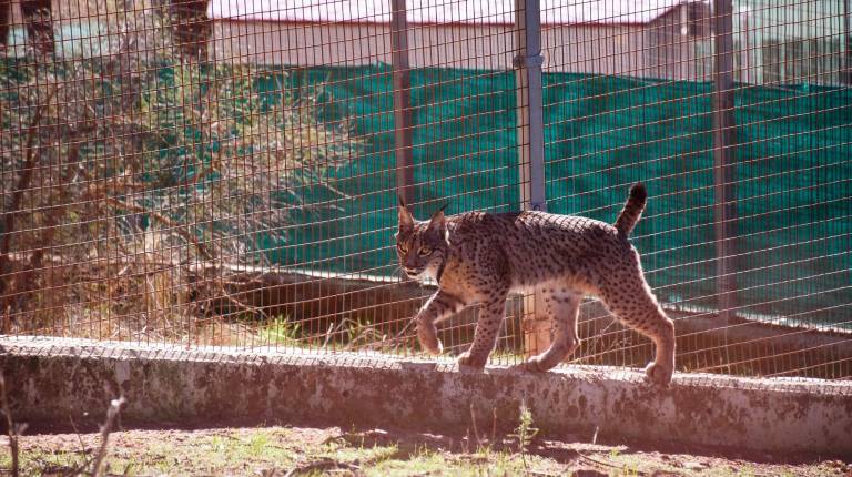 <i>Lince en las instalaciones de La Olivilla. Archivo. / Junta de Andalucía.</i>