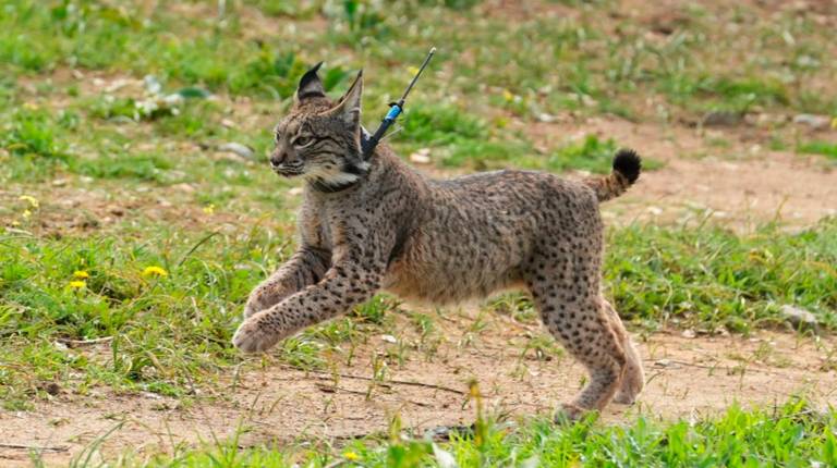 <i>Suelta de lince en Andalucía. / Junta de Andalucía. </i>