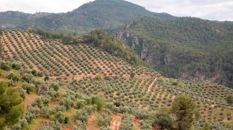 <i>Olivares ubicados en la superficie amparada por la Denominación de Origen Sierra de Segura.</i>