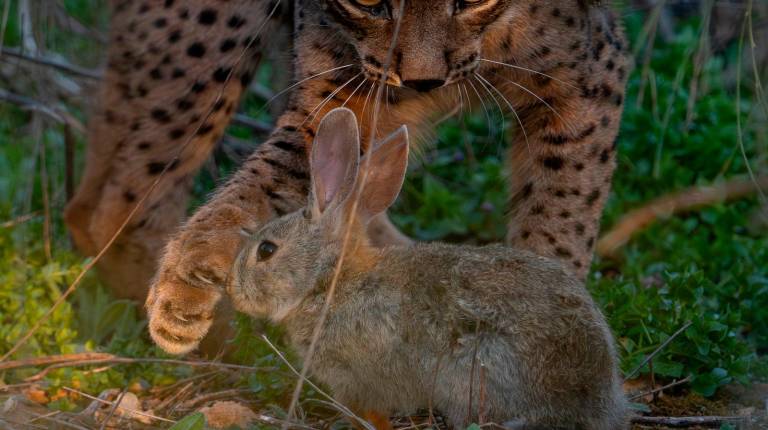 <i>Un lince trata de cazar a un conejo en un paraje natural de la provincia jiennense. / Ángel Hidalgo / Diario JAÉN</i>