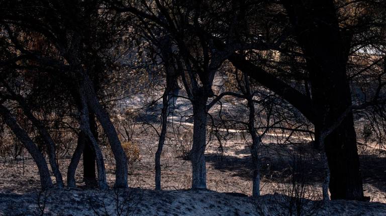 <i>Zonas calcinadas en los alrededores del Pantano de San Juan tras el paso del incendio forestal en la Sierra Oeste de Madrid, a 28 de julio. / Matias Chiofalo / Europa Press.</i>
