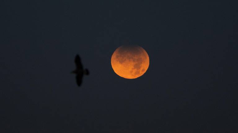 <i>El cielo donde se observa un eclipse lunar parcial. / Europa Press. </i>
