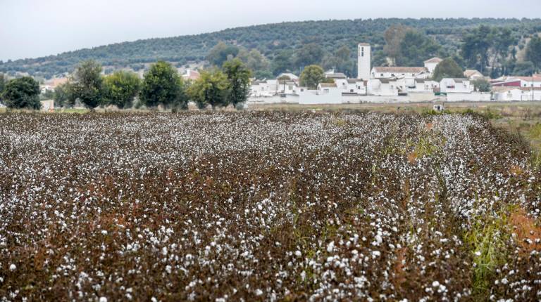 <i>Campo de algodón, en la provincia. / Agustín Muñoz / Diario JAÉN. </i>