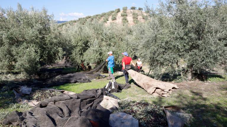 <i>Un grupo de personas trabajando en un olivar jiennense, en una imagen de archivo. / Jason Moyano / Diario JAÉN. </i>