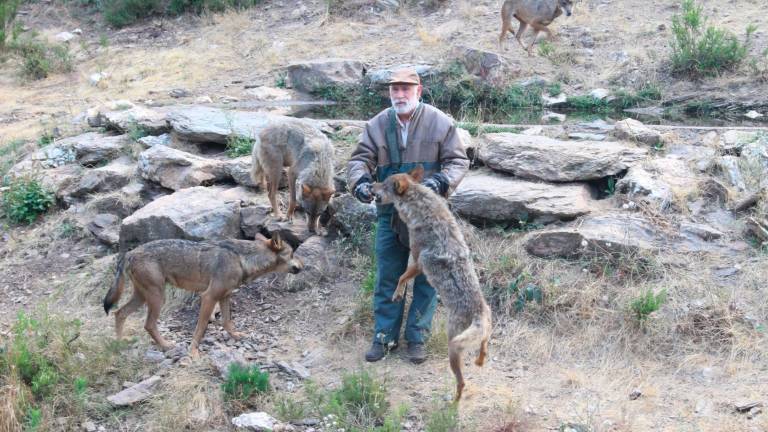 El lobo ibérico, de dios a demonio